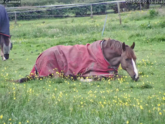 RuralGuard in Northern Ireland / Perfect for Horse Monitoring
