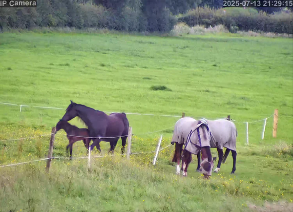 Equestrian Security